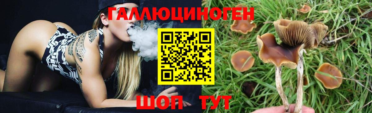 Псилоцибиновые грибы GOLDEN TEACHER Александров
